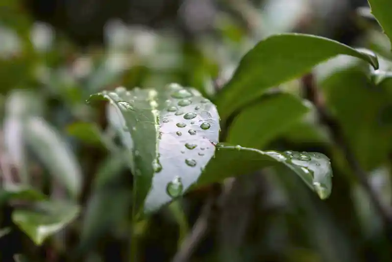 Waterdruppels op blad